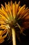 Close-up low-angle shot of a yellow dandelion flowerhead on a black background