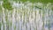 Close up low angle view of lush green rice shoots in flooded field