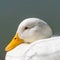 Close up low level macro view of Aylesbury American Heavy Pekin Peking Domestic Duck