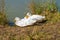 Close up low level view of Aylesbury American Heavy Pekin Peking Domestic Duck