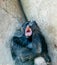 Close up of a Lowalnd Gorilla