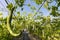 Close up Luffa gourd or Snake Gourd growing in field plant agriculture farm