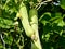 Close up of Luffa plant in garden