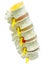 A close-up of a lumbar part of a spine preparation over white ba