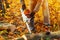 Close up of a lumberjack cutting old wood with a chainsaw