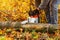 Close up of a lumberjack cutting old wood with a chainsaw