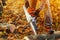 Close up of a lumberjack cutting old wood with a chainsaw