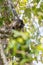 Close-Up of Lumholtzâ€™s Tree Kangaroo Hiding in a Tree, Queensland