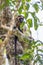 Close-Up of Lumholtzâ€™s Tree Kangaroo Hiding in a Tree, Queensland