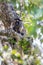 Close-Up of Lumholtzâ€™s Tree Kangaroo Hiding in a Tree, Queensland, Australia