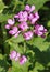 Close-up of Lunaria flowers