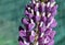 Close up of a lupine