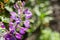 Close up of Lupine flowers Lupinus microcarpus or valley lupine, California