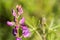 Close up of Lupine flowers Silver Lupine on a wet morning, California