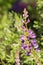 Close up of Lupine flowers Silver Lupine on a wet morning, California