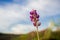 Close up of Lupine wildflower