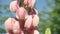 Close-up of lupine wildflowers