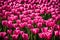 close-up of luscious pink tulips