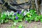 Close up of a lush blooming clump with violet flowers of Viola odorata.