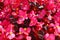 Close up of lush blooming of a lot of begonias with pink flowers and bronze leaves under bright sunshine, floristic texture