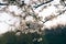 Close-up of lush blossoming cherry twig