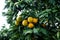 Close-up of a lush citrus tree with vibrant, ripening oranges growing on its branches