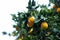 Close-up of a lush citrus tree with vibrant, ripening oranges growing on its branches