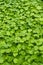 A close-up of the lush and emerald green coin grass all over the screen