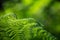 Close-up of lush ferns in natural light.