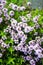 Close up of a lush flowering thyme