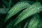 Close up of lush green aloe vera leaves glistening with droplets, vibrant and fresh