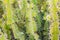 Close-up of lush green cactus shrub. Cacti or cactuses with long white thorns or spikes. Beautiful nature, travelling in Gran