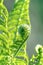 Close up of lush green ferns in spring