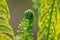 Close up of lush green ferns in spring