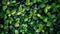 Close up of lush green hedge wall with small leaves in garden eco friendly evergreen background