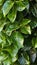 Close up of lush green hedge wall with small leaves in garden eco friendly evergreen background