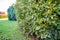 Close up of lush green hornbeam hedge in a country garden