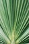 Close-up of lush green palm leaf. Tropical jungle foliage. Natural striped texture, pattern background. Fan palm