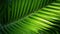 Close-Up of Lush Green Palm Tree Leaf AI Generated