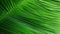 Close-Up of Lush Green Palm Tree Leaf AI Generated