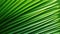 Close-Up of Lush Green Palm Tree Leaf AI Generated