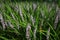 Close up of lush lavender fields, Sichuan, China