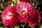 Close-up of a lush red bellis perennis called daisy under the sunshine. Spring bloom flowers in flowerbed