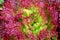 Close up of a lush red lettuce cabbage plant growing in the garden.