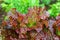 Close up of a lush red lettuce cabbage plant growing in the garden.