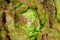 Close up of a lush red lettuce cabbage plant growing in the garden.