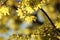 close up of a lush springtime foliage on tree branch in the woods backlit by morning sun fresh spring maple leaves forest sunshine