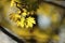 close up of a lush springtime foliage on a tree branch in the woods backlit by the setting sun fresh spring maple leaves in the