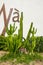 Close-up of a lush tall cactus