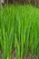 Close-up of lush tall green grass growing near lake water in park